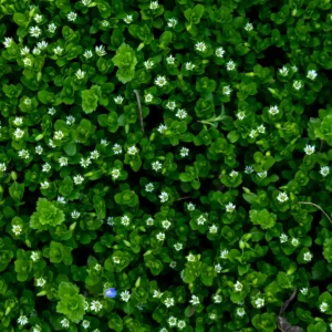 fleurs et feuilles en tapis