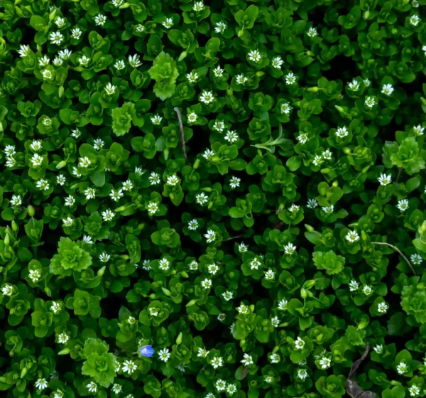 fleurs et feuilles en tapis